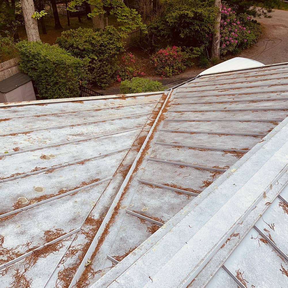 dirty roof with plants